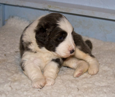 FrankiePups1429.jpg