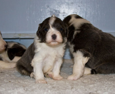 FrankiePups1431.jpg
