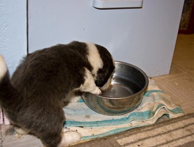 FrankiePups1437.jpg