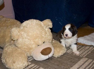 FrankiePups1439.jpg