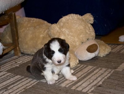 FrankiePups1440.jpg