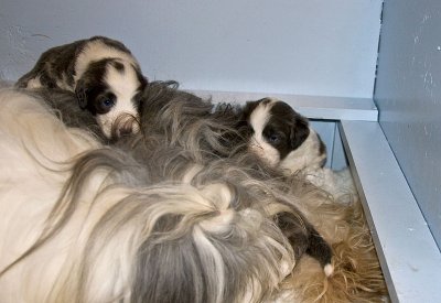 FrankiePups1444.jpg