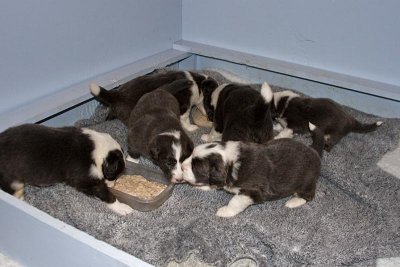 FrankiePups1445.jpg