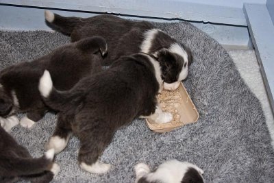 FrankiePups1446.jpg