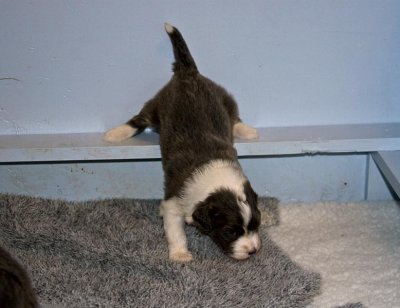 FrankiePups1447.jpg
