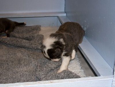 FrankiePups1448.jpg