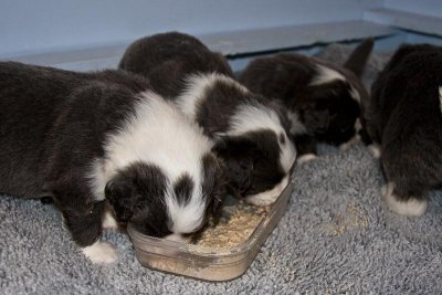 FrankiePups1449.jpg
