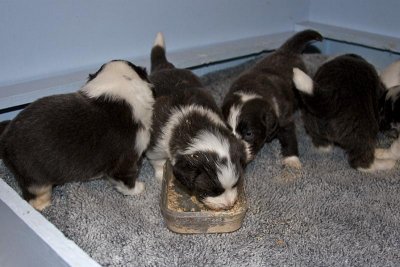 FrankiePups1450.jpg