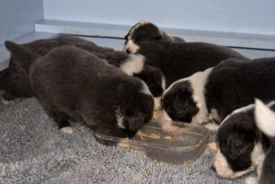 FrankiePups1453.jpg