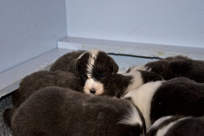 FrankiePups1454.jpg