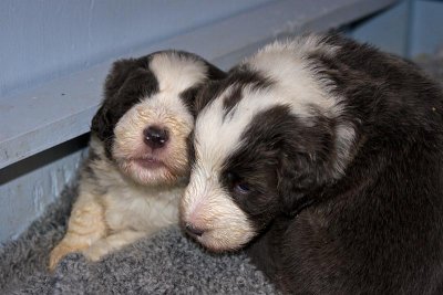 FrankiePups1456.jpg
