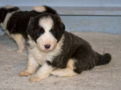 FrankiePups1460.jpg
