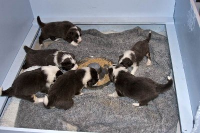 FrankiePups1464.jpg