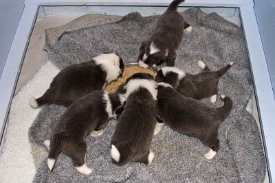 FrankiePups1465.jpg