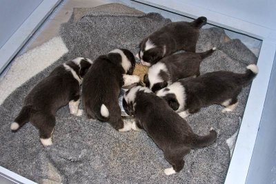 FrankiePups1467.jpg