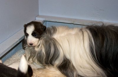 FrankiePups1469.jpg