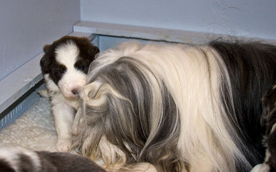 FrankiePups1470.jpg