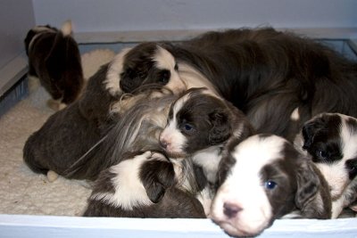 FrankiePups1471.jpg