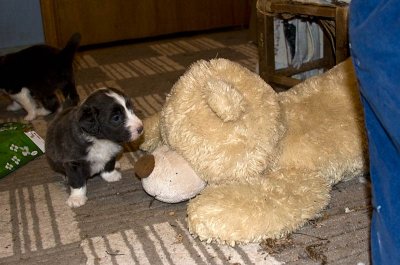 FrankiePups1475.jpg