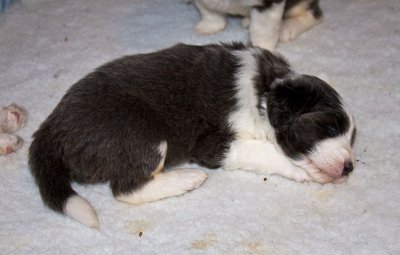 FrankiePups1476.jpg