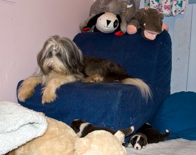 FrankiePups1477.jpg