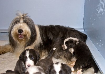FrankiePups1479.jpg