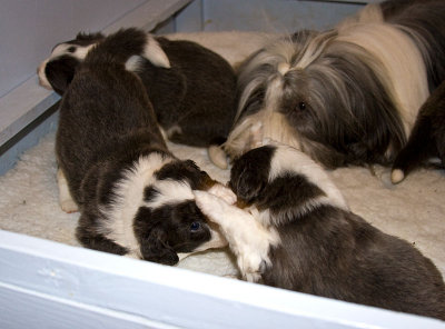 FrankiePups1480.jpg