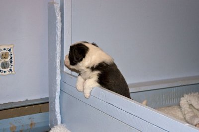 FrankiePups1481.jpg