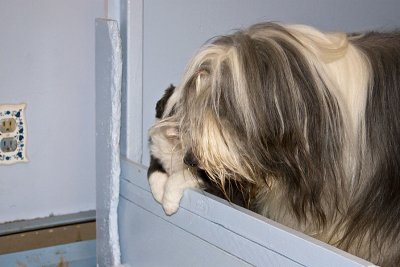 FrankiePups1482.jpg