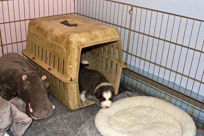 FrankiePups1483.jpg