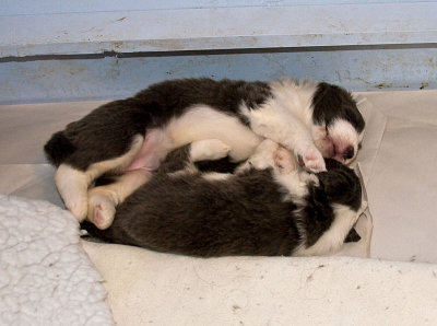 FrankiePups1485.jpg