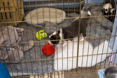 FrankiePups1486.jpg