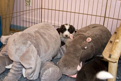 FrankiePups1487.jpg