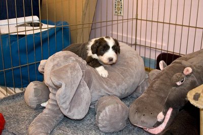 FrankiePups1489.jpg