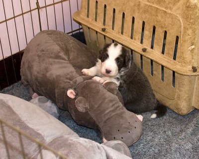 FrankiePups1490.jpg