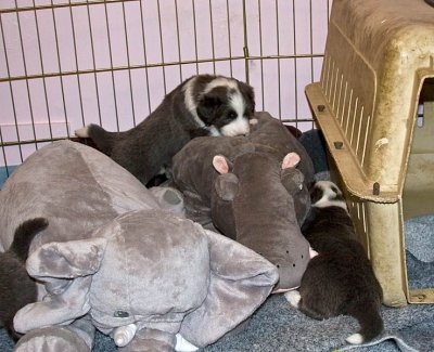 FrankiePups1493.jpg