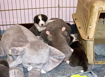 FrankiePups1495.jpg