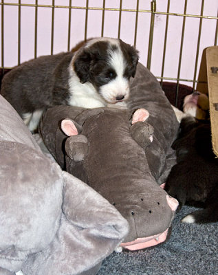 FrankiePups1496.jpg