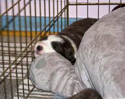 FrankiePups1498.jpg