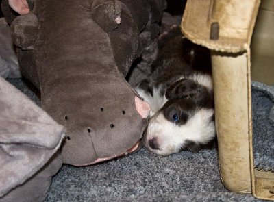 FrankiePups1501.jpg