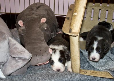 FrankiePups1502.jpg