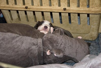 FrankiePups1504.jpg