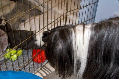 FrankiePups1506.jpg