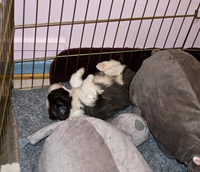 FrankiePups1508.jpg