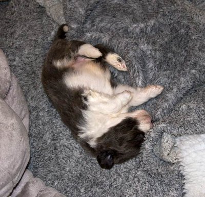 FrankiePups1509.jpg