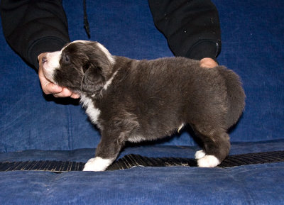 Frankie x Fuzzy Litter - Stacked photos at 4 weeks