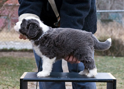 FrankiePups1742.jpg
