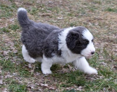 FrankiePups1730.jpg