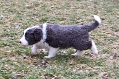 FrankiePups1733.jpg