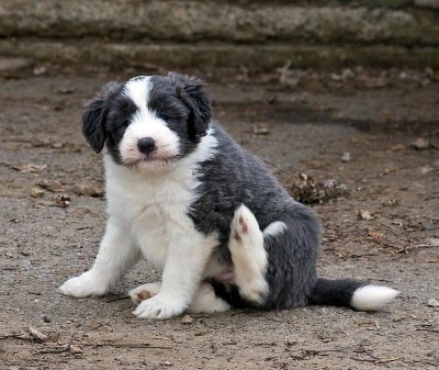 FrankiePups1735.jpg
